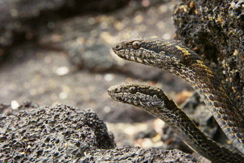 PLANET EARTH II_ Islands